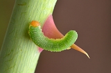 rozenbladwesp (caliroa aethiops) 8-2013 1778